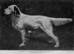 MR. JOSEPH E. BORDEN'S ENGLISH SETTER, CHAMPION RUBY D. III